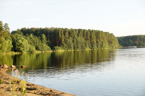 Лес в июле