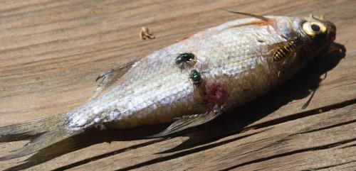 ������� ���� � ����