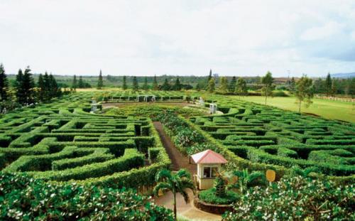 Pineapple Garden Maze 