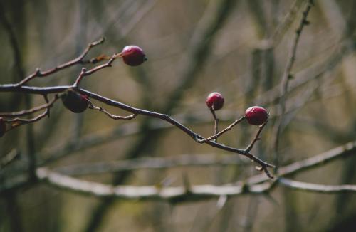 Beginning of spring