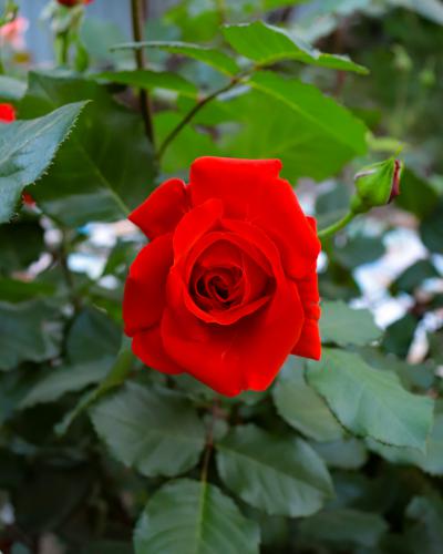 rose flower