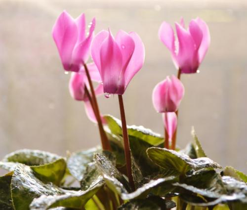 ��������