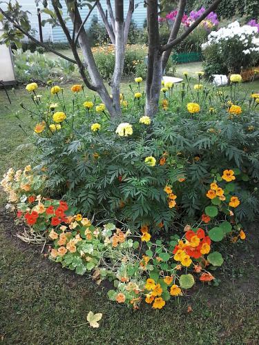 ��� �������