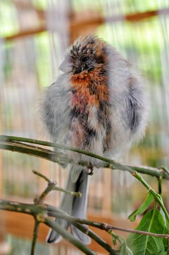 Feathered singer