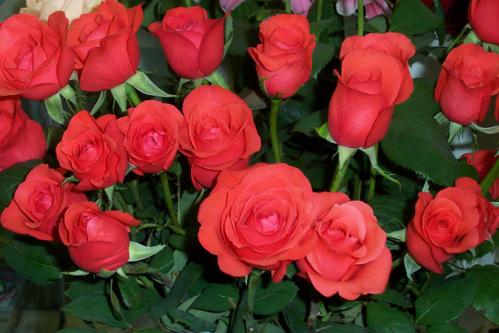 ����� �����