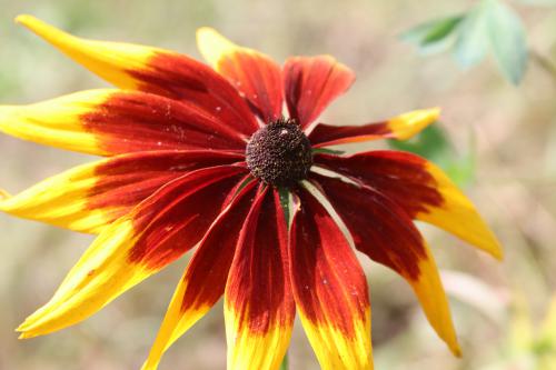 ����� �������