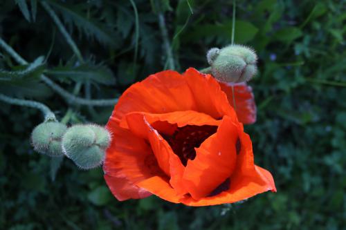 ������� ���