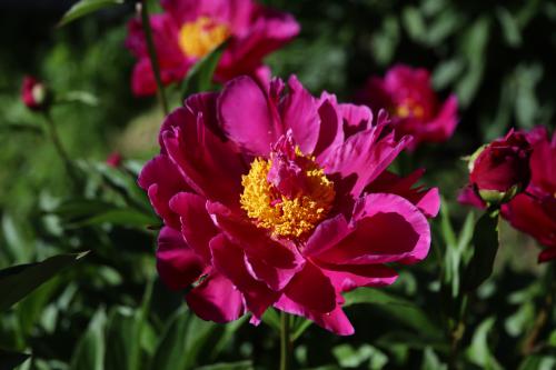 ������ ������