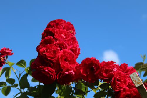 ������ ����