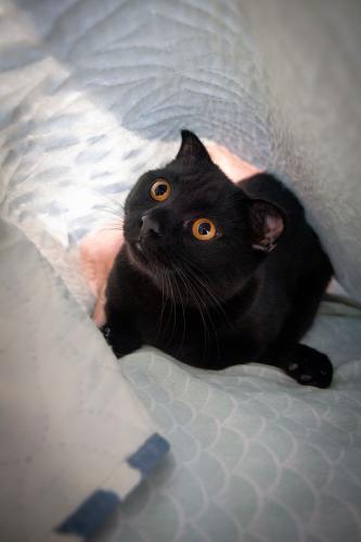Котейка