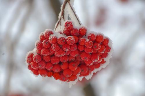 ������ ������