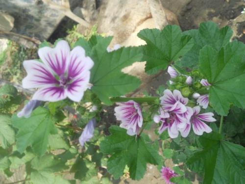 �������� ����������