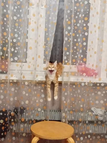 ��� ��� ����