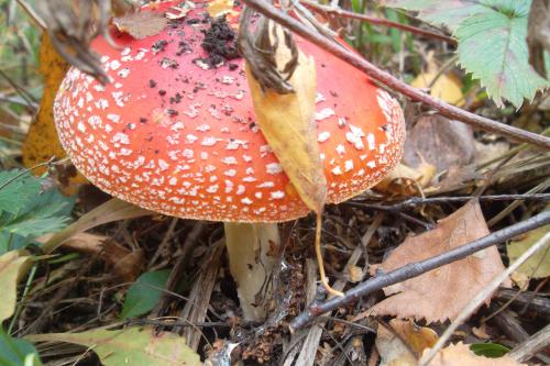 ��������� ������