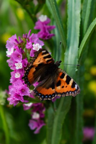 � ����� ������� ����