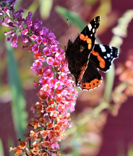 ������� �� ������