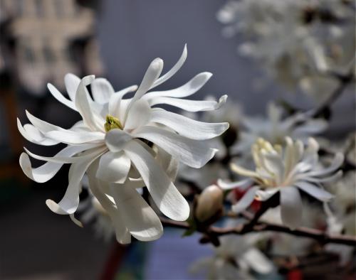 ������ ���������