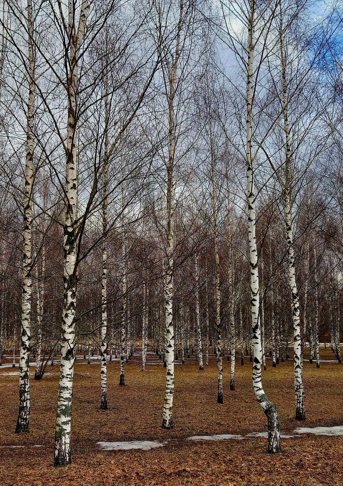 Фото Березы Весной В Хорошем Качестве