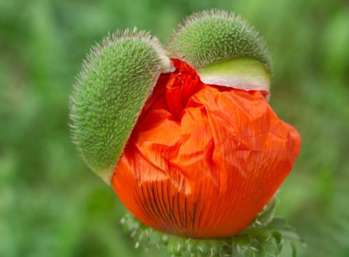 � ���������