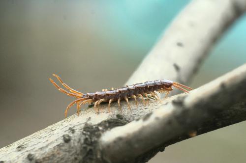 ������������ �������� 