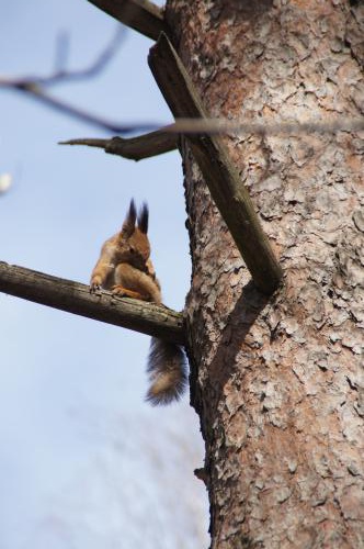 Wainwright Brook - squirrel backgrounds for desktop hd backgrounds - 2880x1920 p
