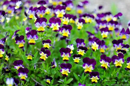 Viola tricolor