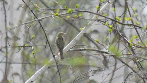 ������ �� �����