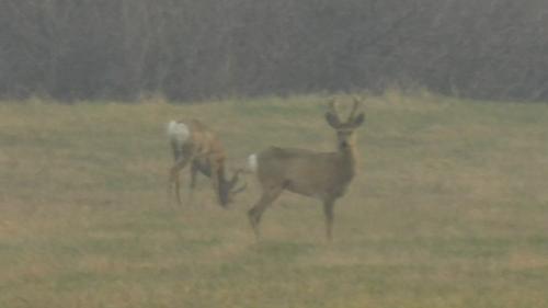 ������ �����