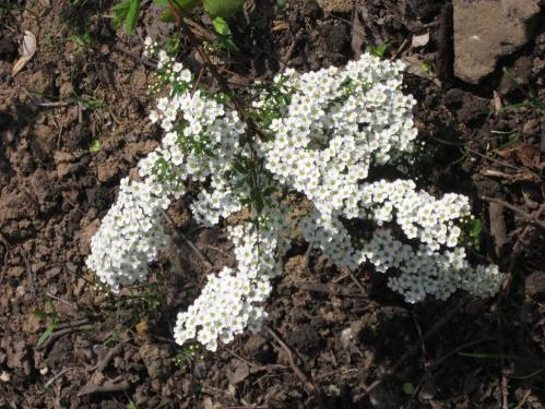 ����� ��������