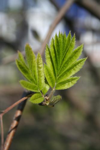 ��� ������� ��� �������