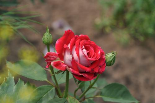 �������� ������