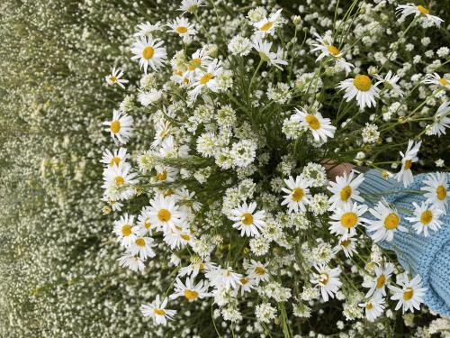 ������ ����� 