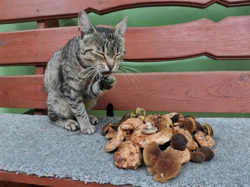 �������, �������� ��������