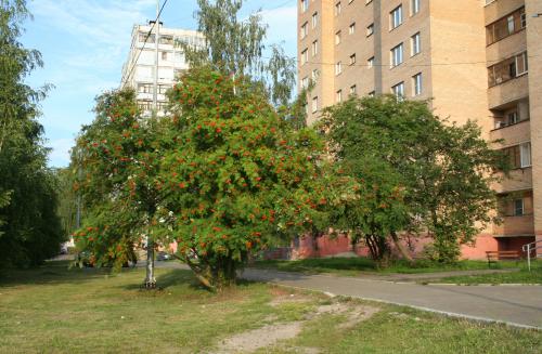 Ягода-рябина