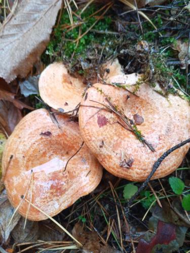 ������ - ��������