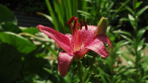 ����� �����.