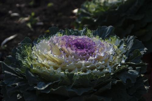 ����������� ������