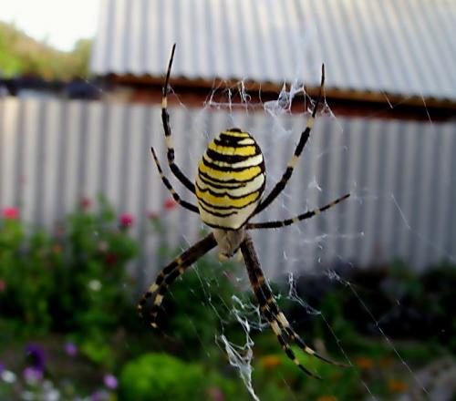 ������ � ��������