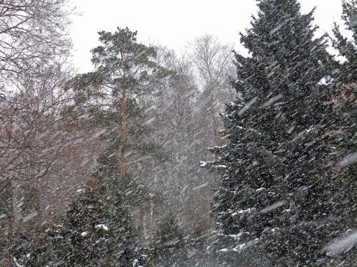 ������� �������