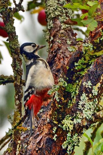 �� �������