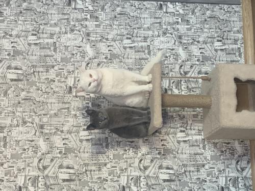 ��� ���� 