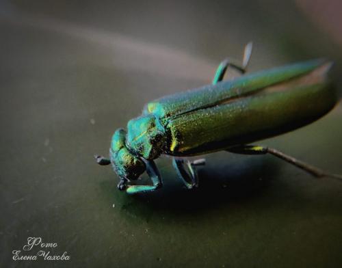 ������� ������