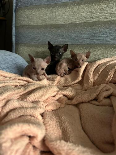 ��� �����?