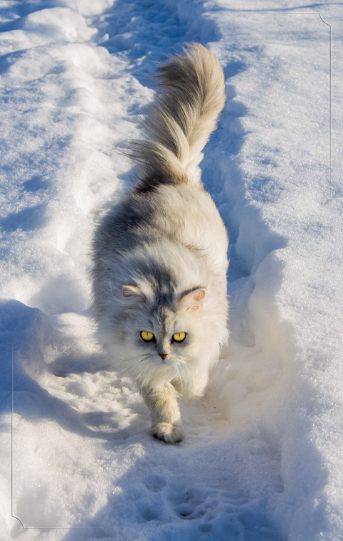 Фото Снежных Кошек