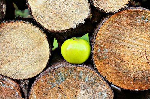 �������� ���