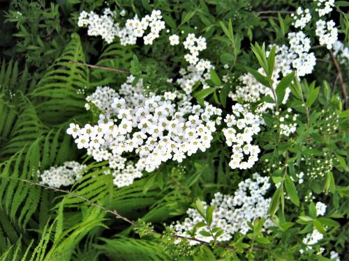 ����� ����.