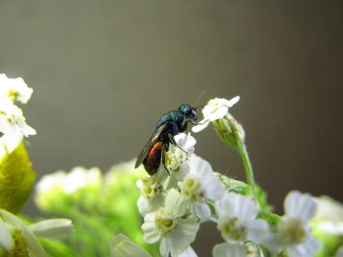 ���-���������