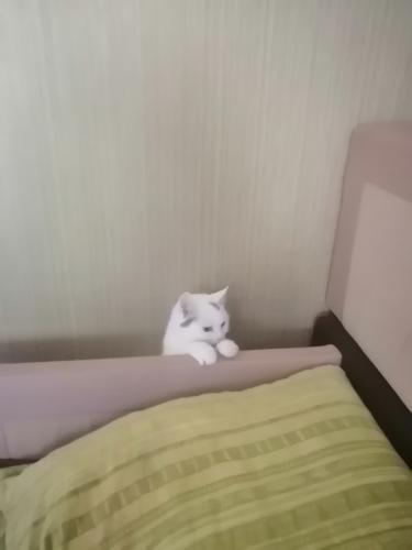 ����������� ��������