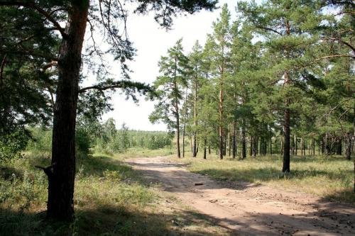 ������ ������