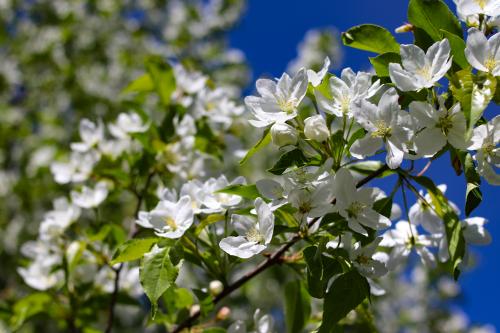 ����� ����� 